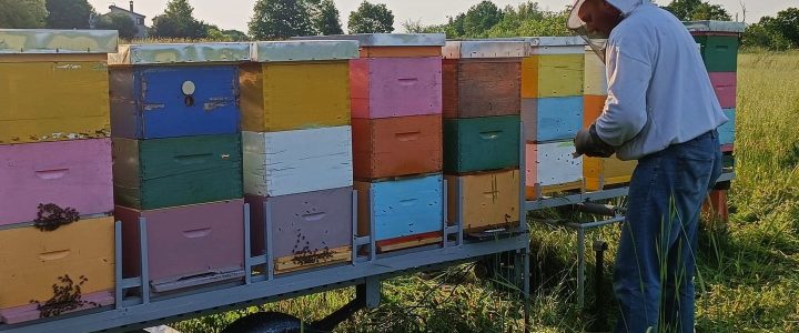 NOVI PROGRAM OBRAZOVANJA: Ekološko pčelarenje 🐝🌿 NOVI PROGRAM OBRAZOVANJA: Ekološko pčelarenje 🐝🌿